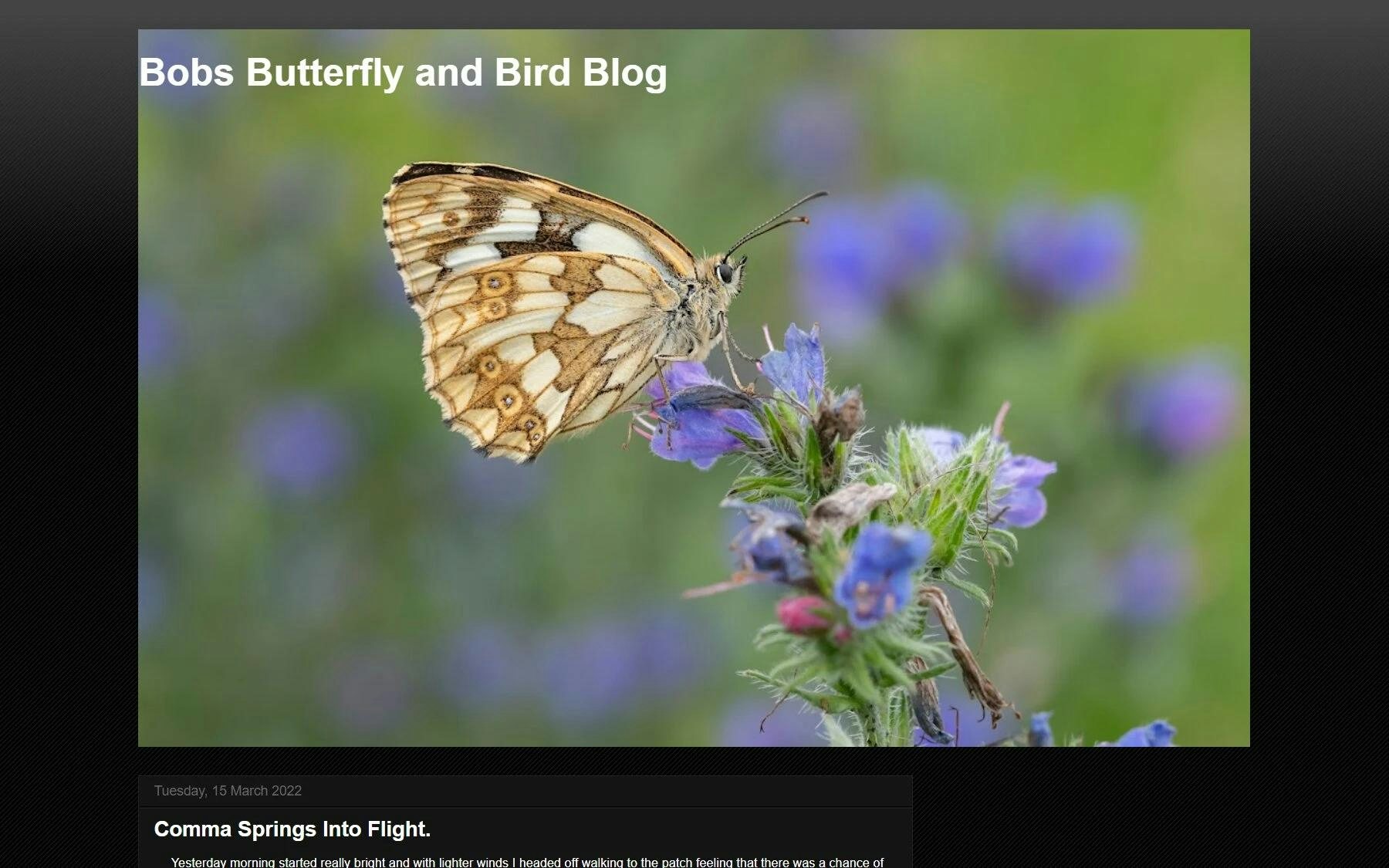 Bobs Butterfly and Bird Blog photography blog