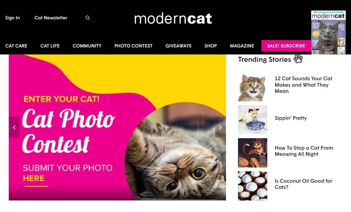 Modern Cat pet blog