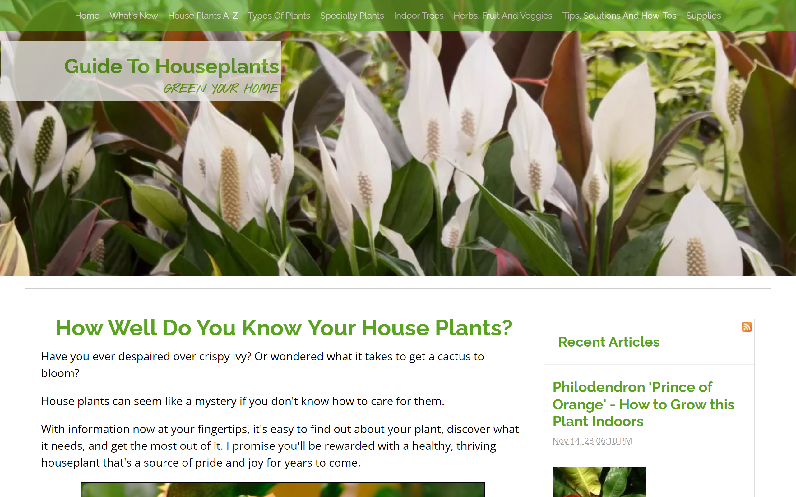 Guide to Houseplants gardening blog