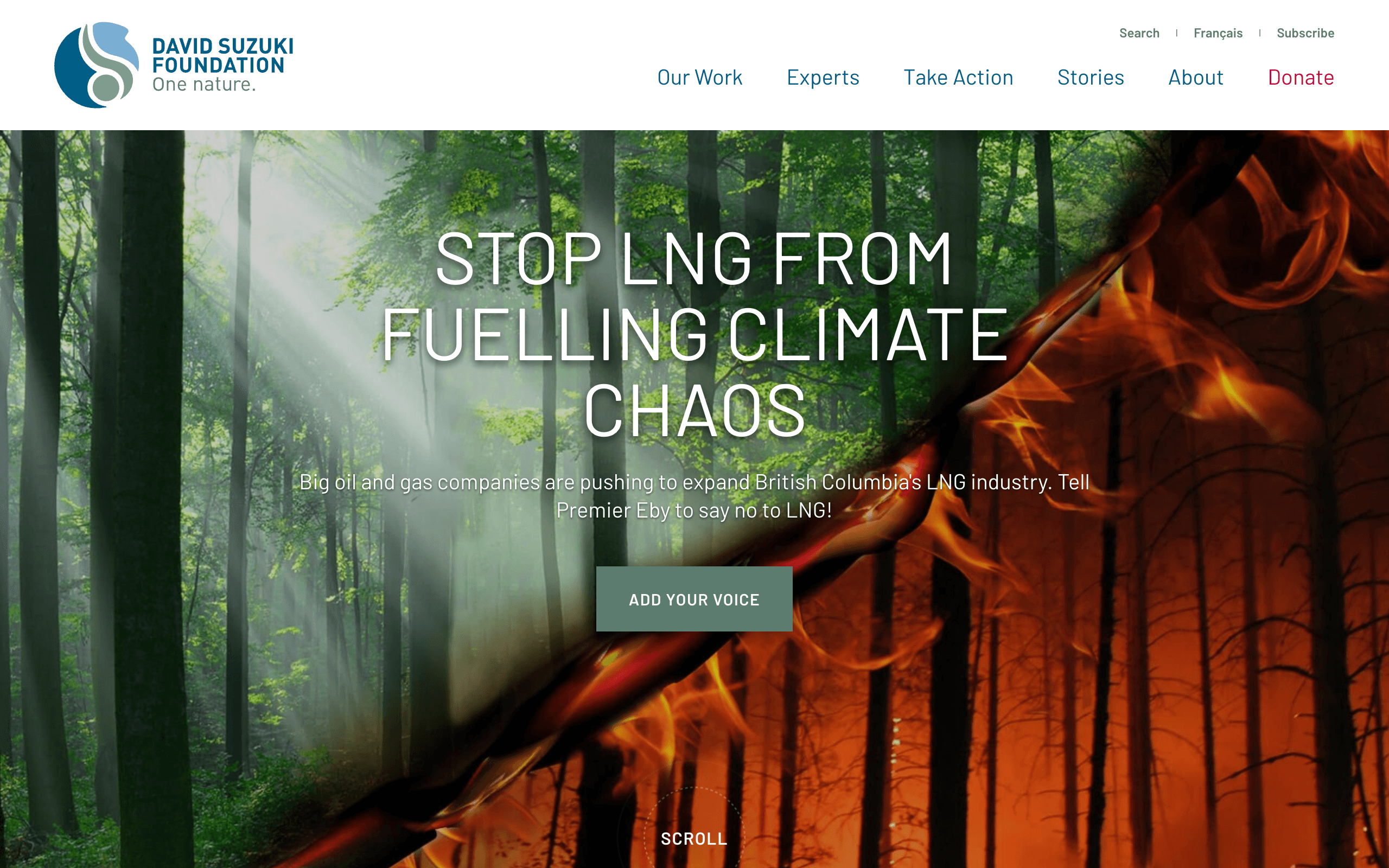 David Suzuki Foundation