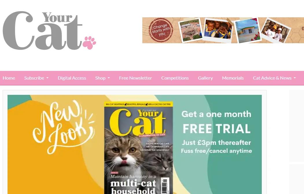 Your Cat pet blog