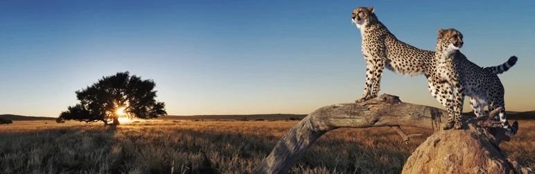 wp-fastest-cache-banner